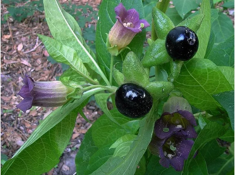 Belladonna
