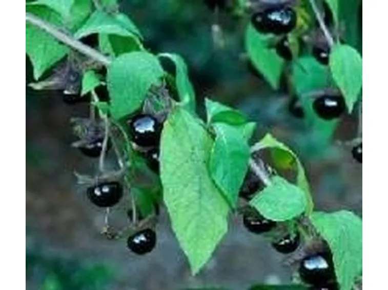 Belladonna