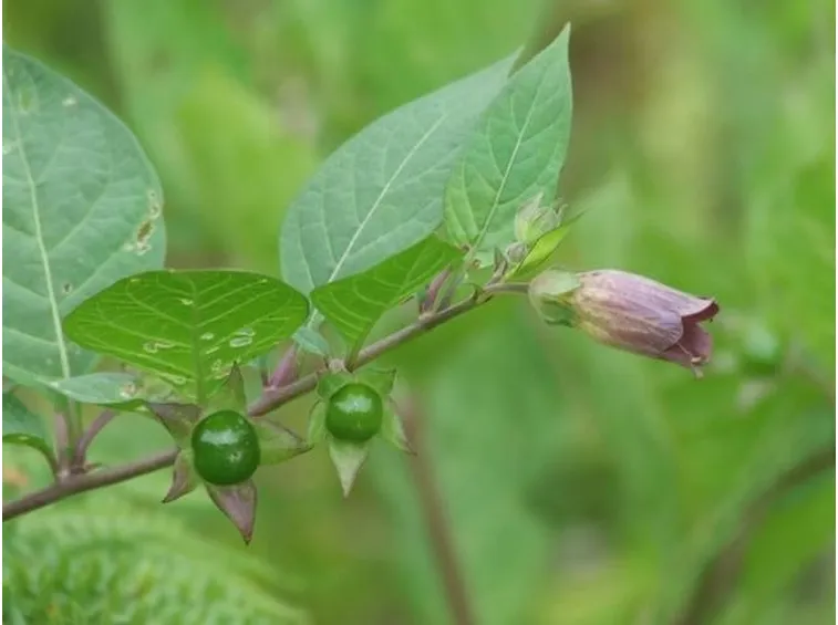 clima belladonna