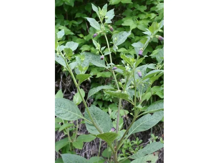 belladonna
