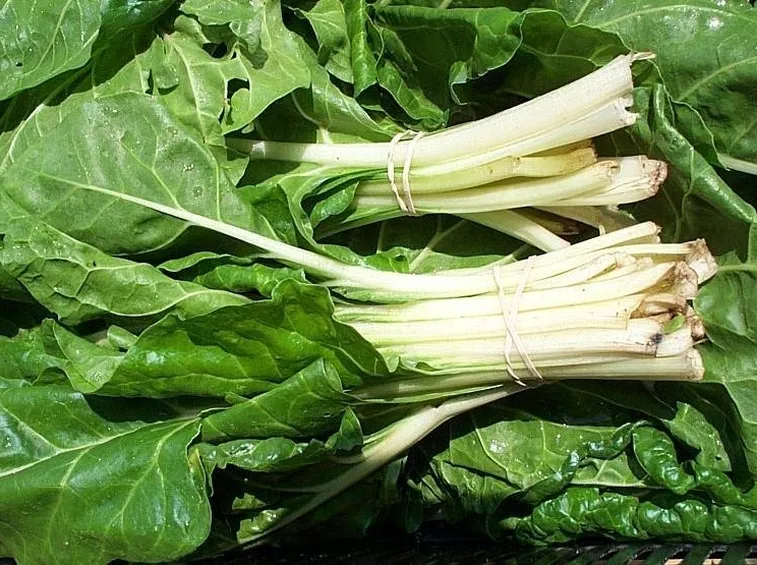 bietola 