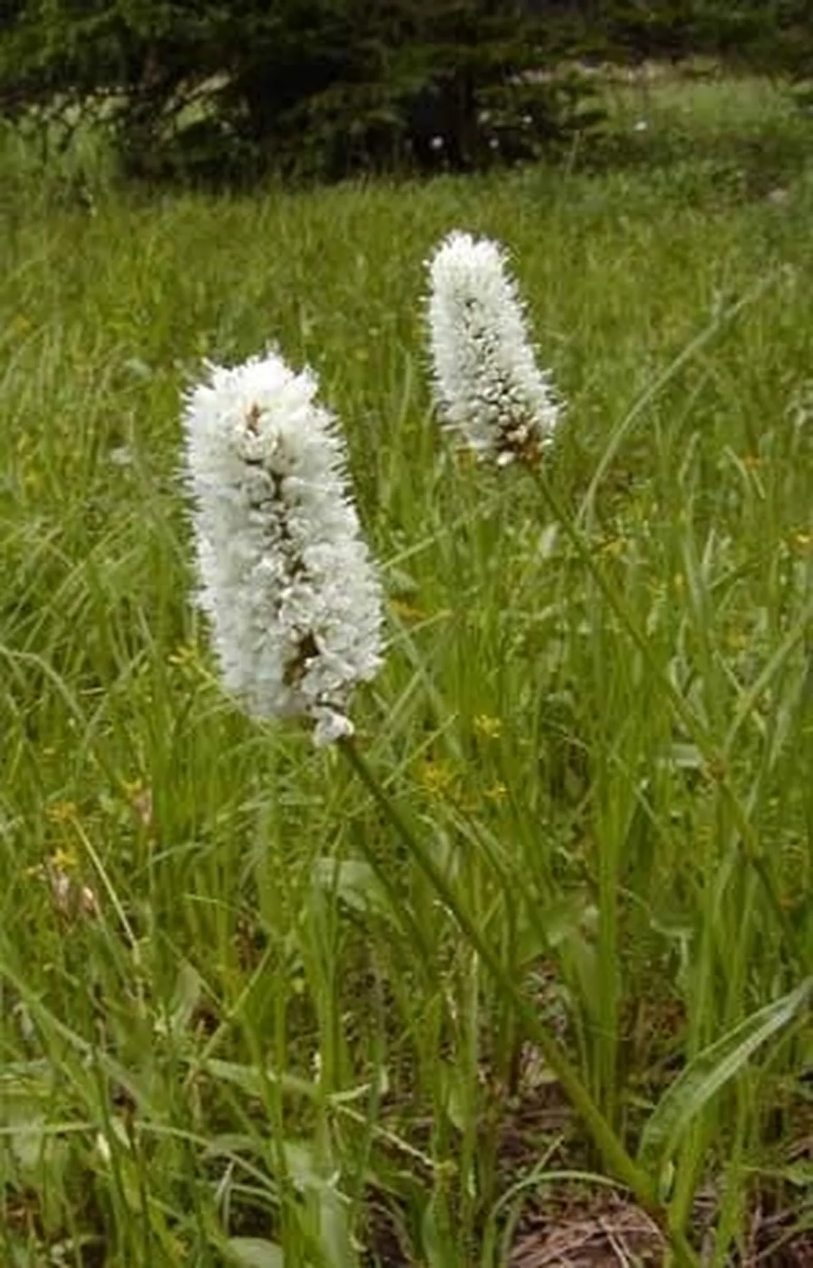 bistorta