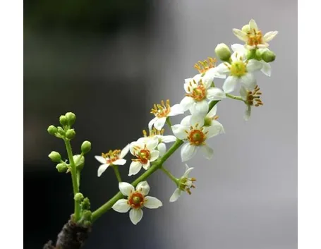 fiori boswellia