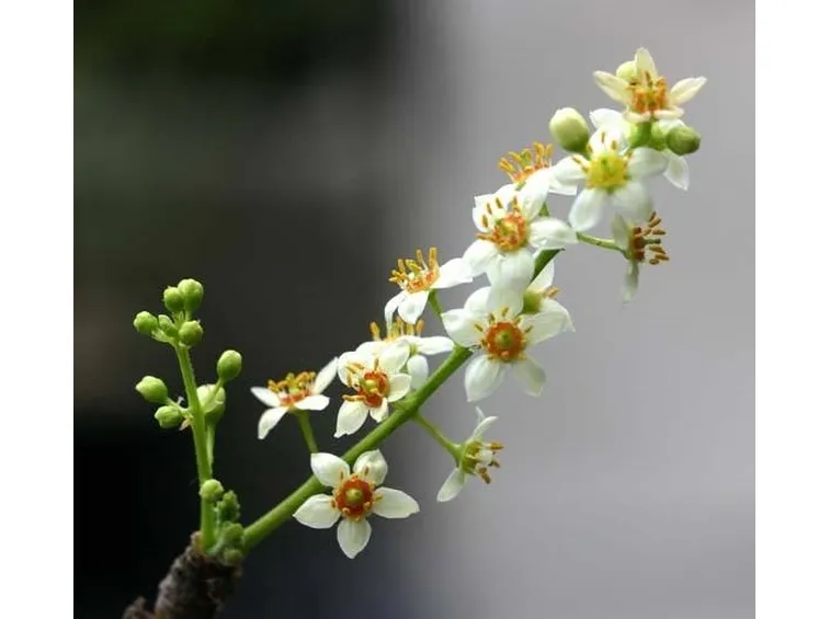 fiori boswellia
