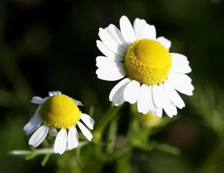 Camomilla romana