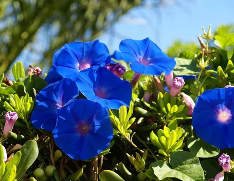 campanula