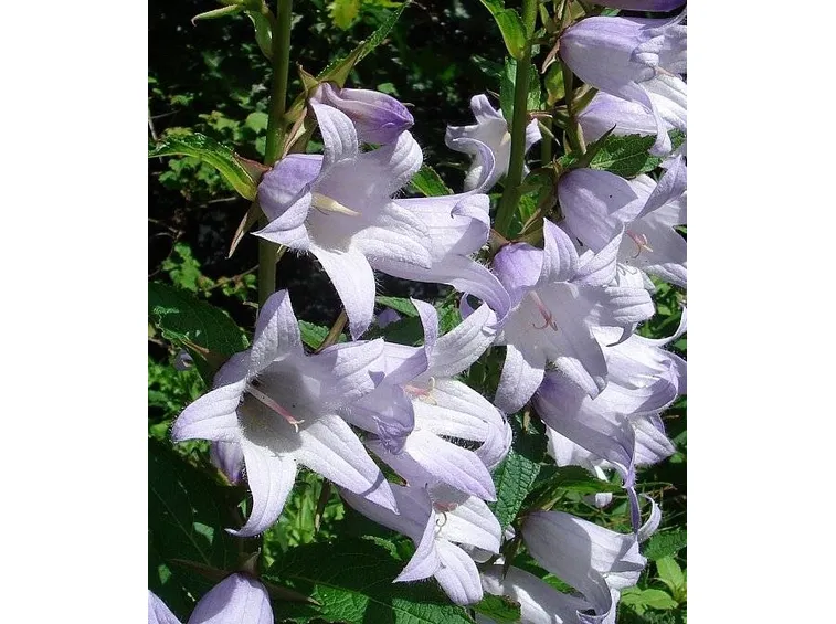 campanula
