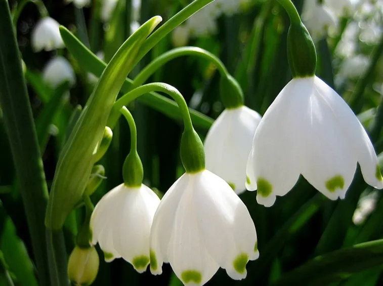 campanula
