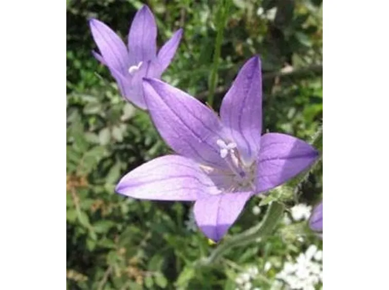 Campanula rapunculus