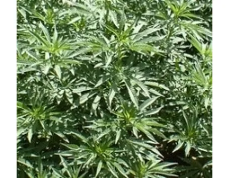 Cannabis