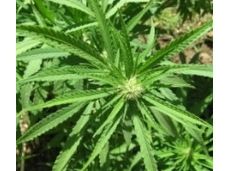 Cannabis