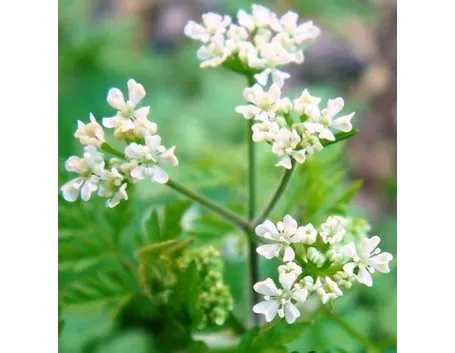 Fiori di coriandolo