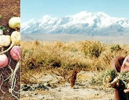 Tuberi di maca nelle coltivazioni andine