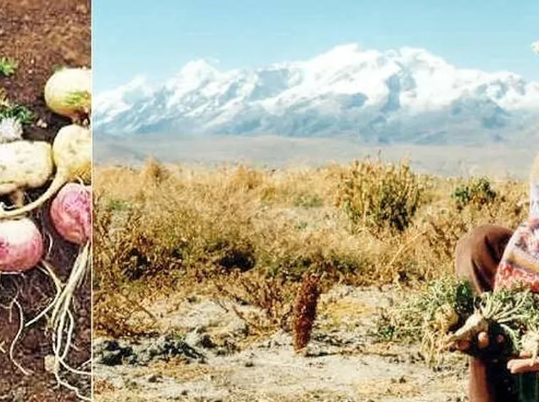 Tuberi di maca nelle coltivazioni andine