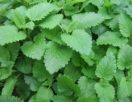 La melissa: una pianta officinale