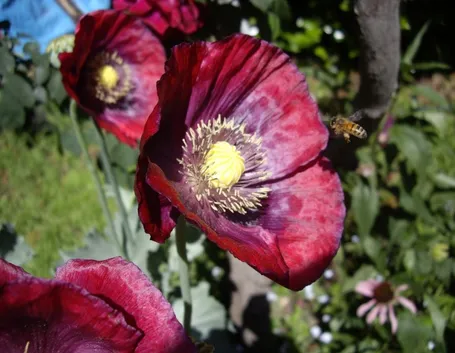 Fiore papavero oppio