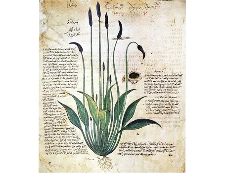 Erbario dell'Alto Medioevo