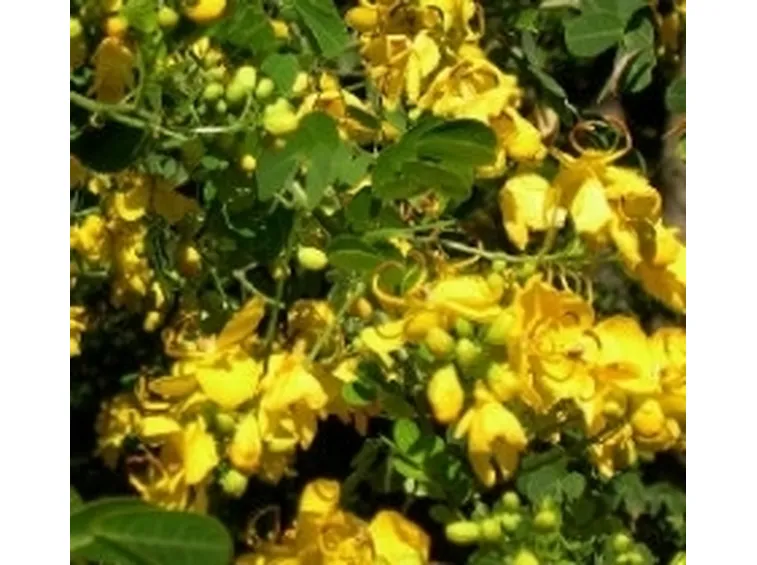 Senna