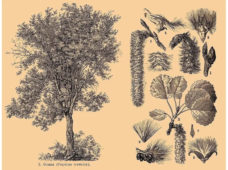 Illustrazione di Aspen con foglie, infiorescenze e gemme
