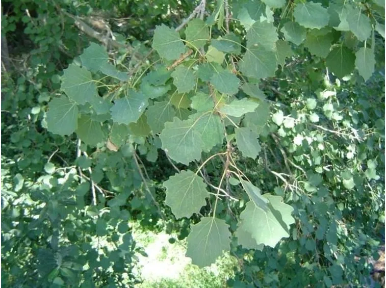 Foglie di Aspen