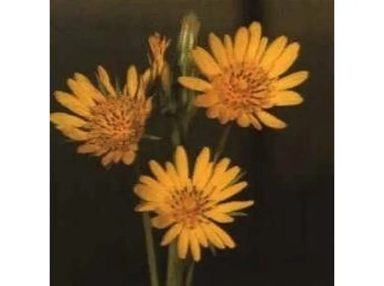 fiore barba di becco