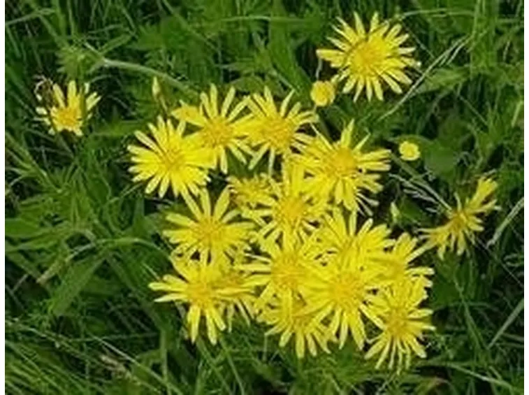 barba di becco