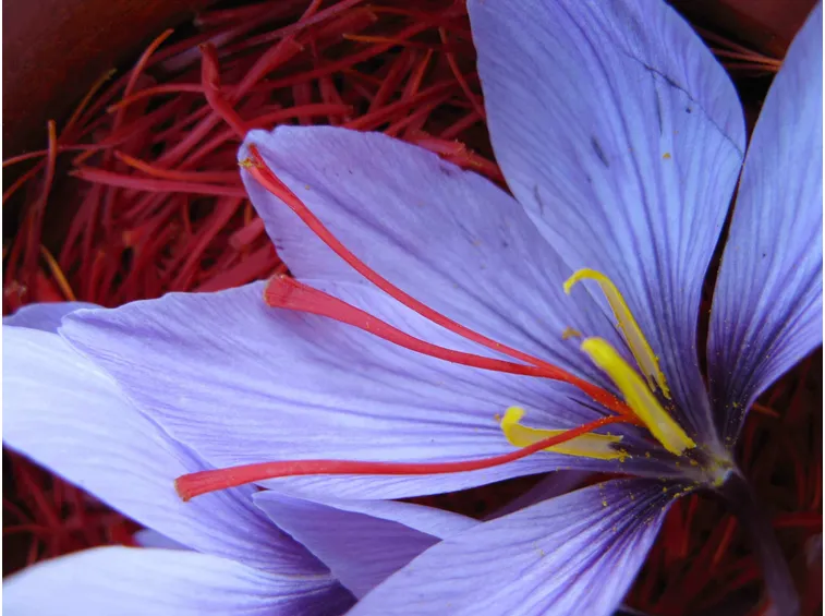 Crocus sativus