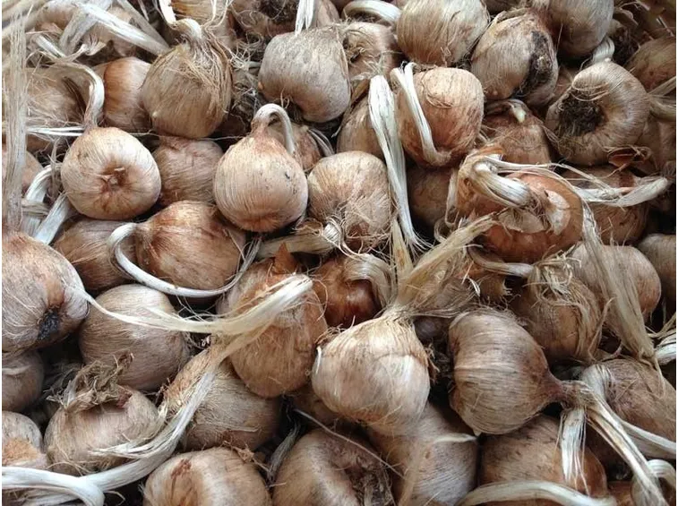 Bulbi di crocus sativus