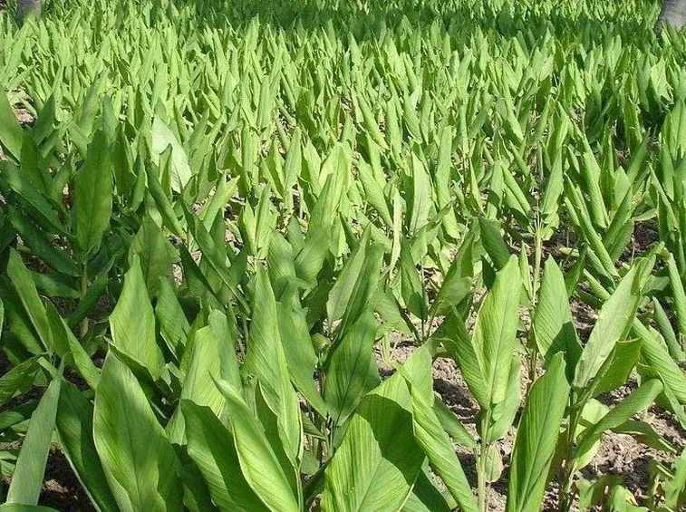 Una piantagione di curcuma longa