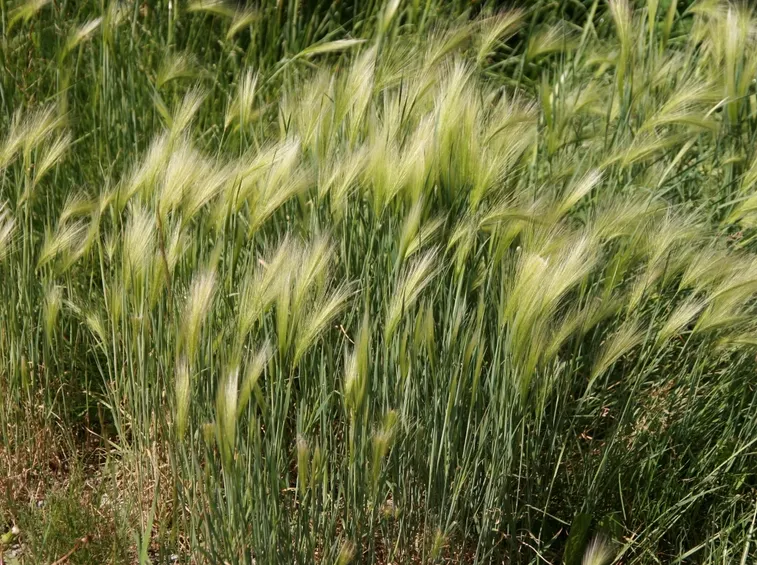 spiga di gramigna
