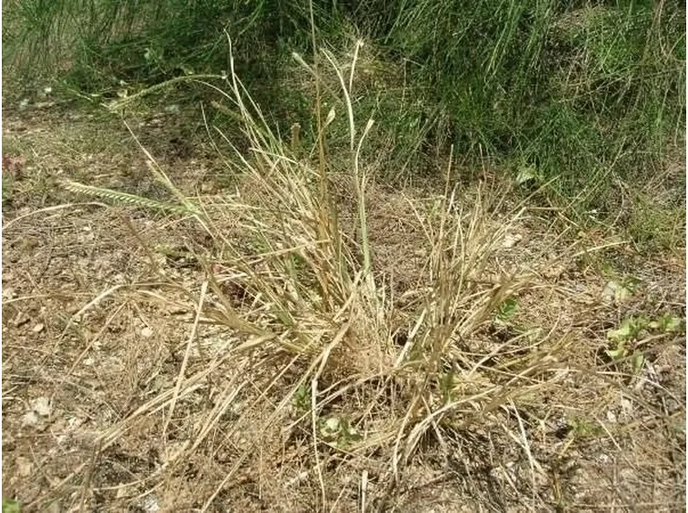 grmigna in natura