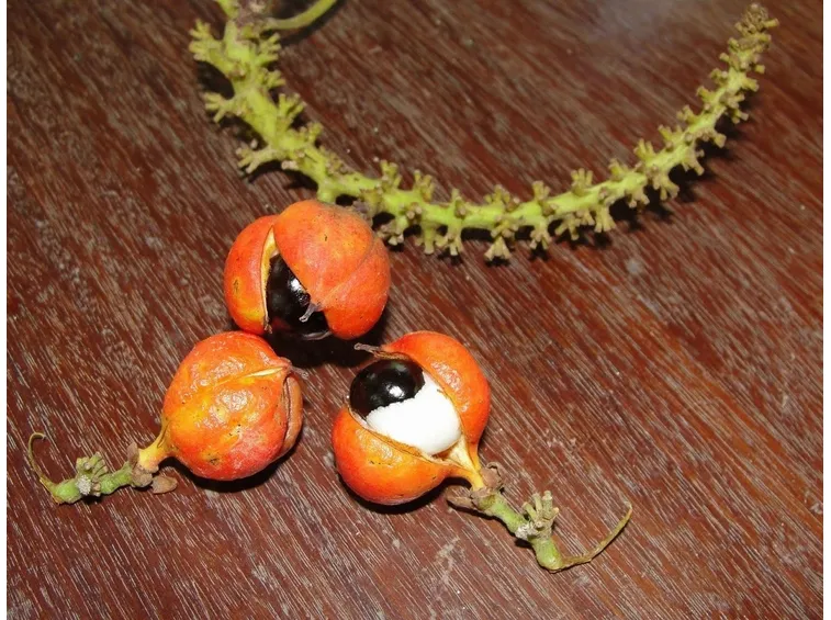 semi guaranà