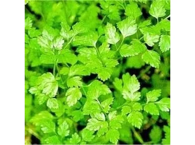 cerfoglio in cucina