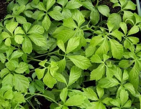 La gynostemma pentaphyllum 
