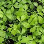La gynostemma pentaphyllum 