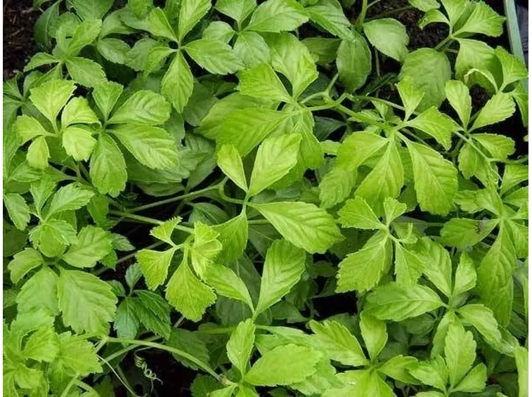 La gynostemma pentaphyllum 