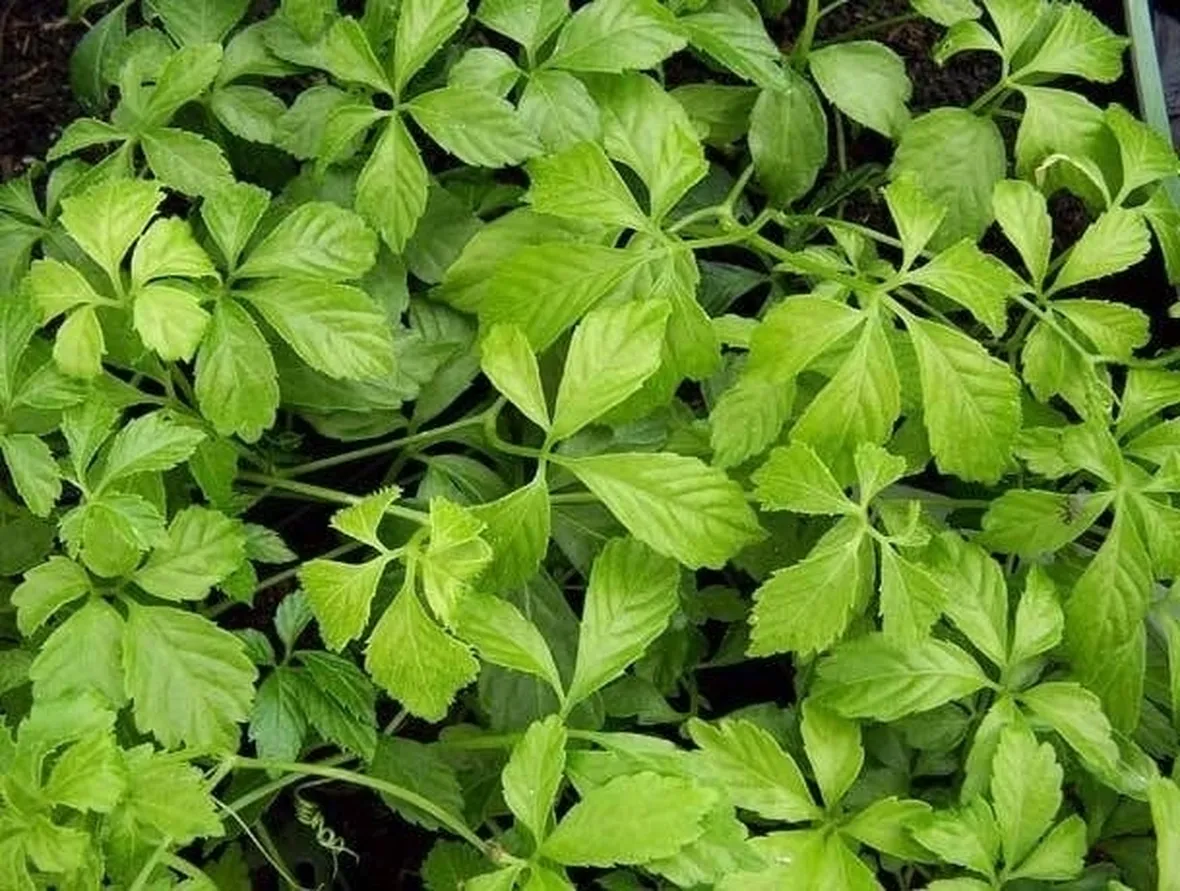 La gynostemma pentaphyllum 