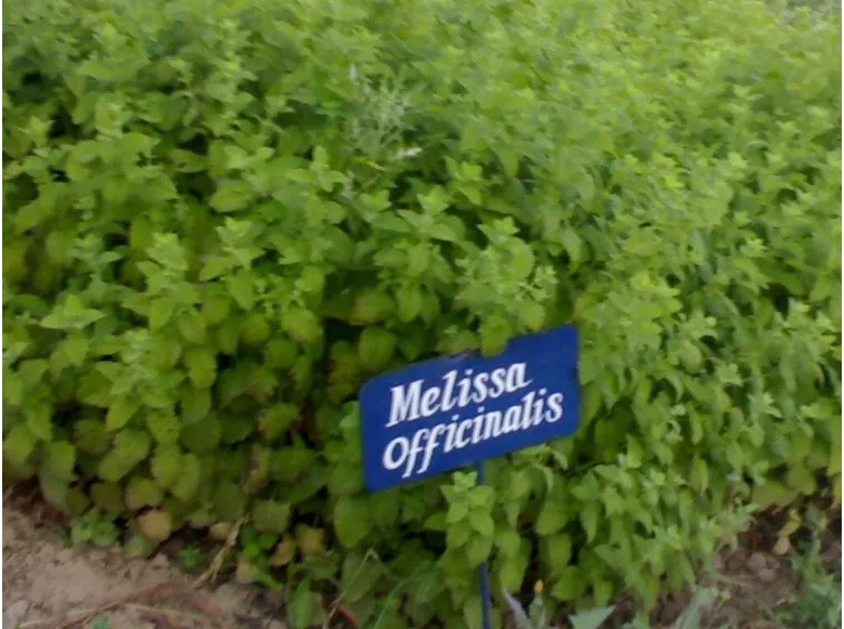 Coltivazione di melissa officinalis
