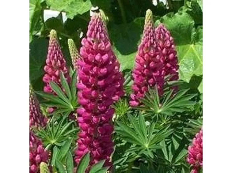 lupino