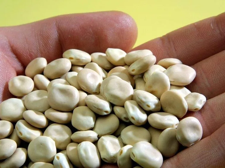 semi lupino
