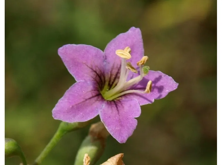 I tipici fiori del lycium chinense