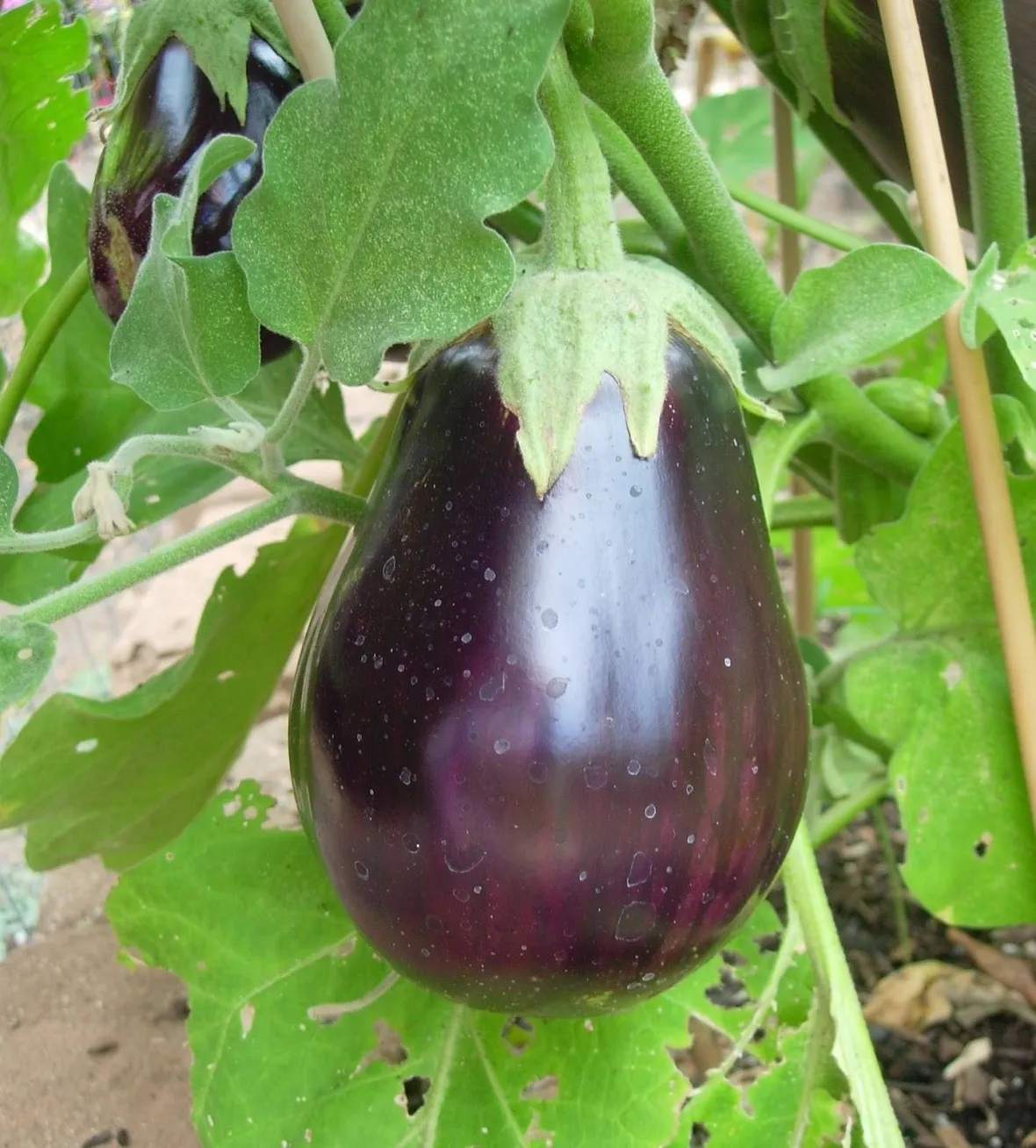 Melanzana 