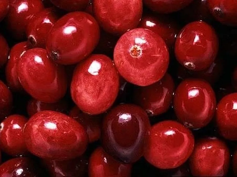 mirtillo rosso