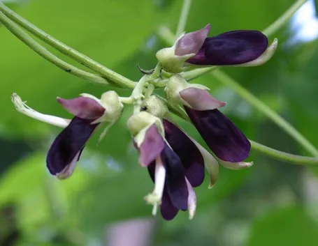 MUKUNA PRURIENS