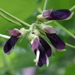 MUKUNA PRURIENS