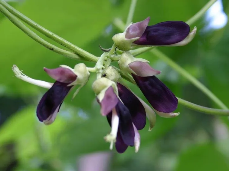 MUKUNA PRURIENS