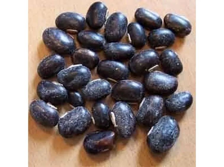 MUKUNA PRURIENS