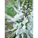 fiore ORTOSIPHON