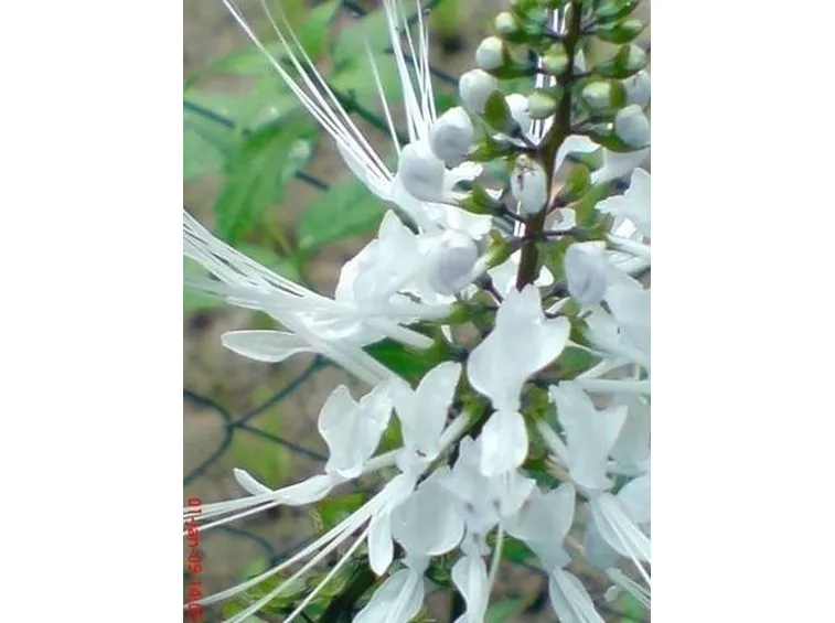 fiore ORTOSIPHON