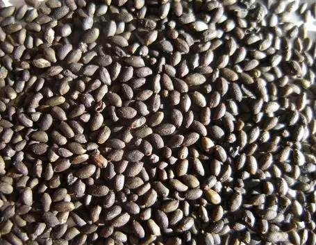 Semi di Salvia Divinorum